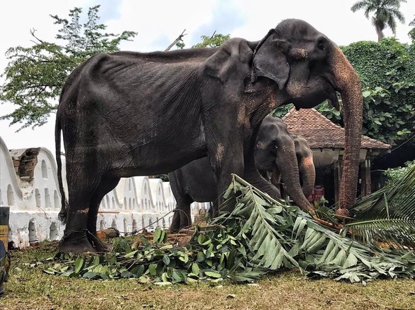 ▲▼斯里蘭卡大象被迫參加遊行，華美外衣下卻是骨瘦如柴。（圖／翻攝自臉書／Save Elephant Foundation）
