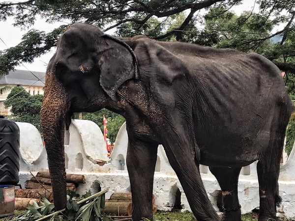 ▲▼斯里蘭卡大象被迫參加遊行，華美外衣下卻是骨瘦如柴。（圖／翻攝自臉書／Save Elephant Foundation）