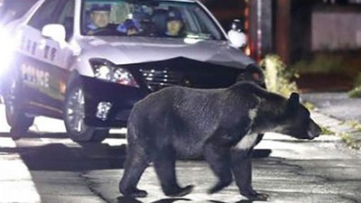 牠只是太餓了！住宅區連署抱怨「棕熊不該出現在我家」日政府動員獵人射殺