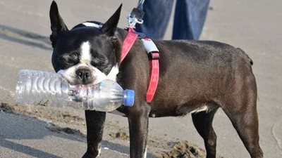 狗狗散步「5年叼拾3000個寶特瓶」　牠自學淨灘，主人沒刻意教
