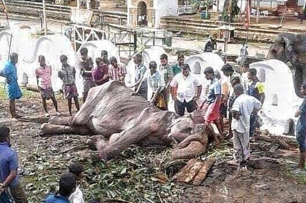 ▲▼ 斯里蘭卡年邁的70歲母象提基莉（Tikiri）最新影像曝光。（圖／翻攝自臉書）