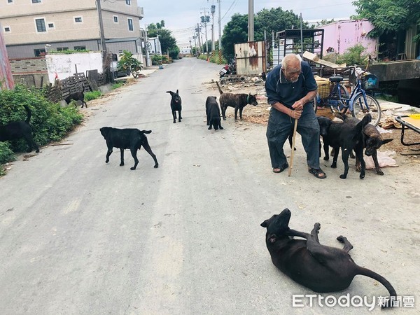 ▲動防所捕16隻流浪犬，留下7隻未開眼幼犬。（圖／翻攝自Facebook／縣議員賴清美）