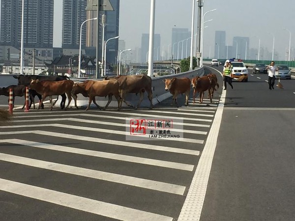 ▲牛群闖入溫州高速公路某段。（圖／翻攝浙江新聞）