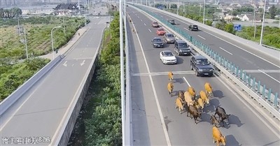 ▲闖入高速公路的牛群與車爭道。（圖／翻攝澎湃新聞）