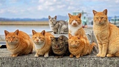 去趟沖繩發現貓好多！攝影師一招讓喵皇乖乖入鏡：左手貓糧右手快門
