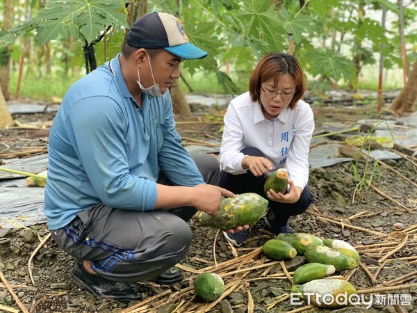 ▲屏南立委參選人周佳琪19日新埤鄉了解農民栽種木瓜受損情形             。（圖／記者陳崑福翻攝）