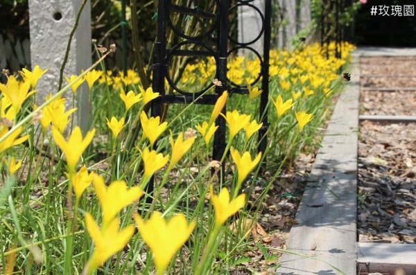 ▲士林官邸蔥蘭及韭蘭。（圖／臺北市政府工務局公園路燈工程管理處提供）