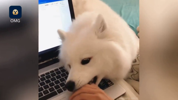 ▲▼狗狗阻止主人用電腦。（圖／翻攝自梨視頻）
