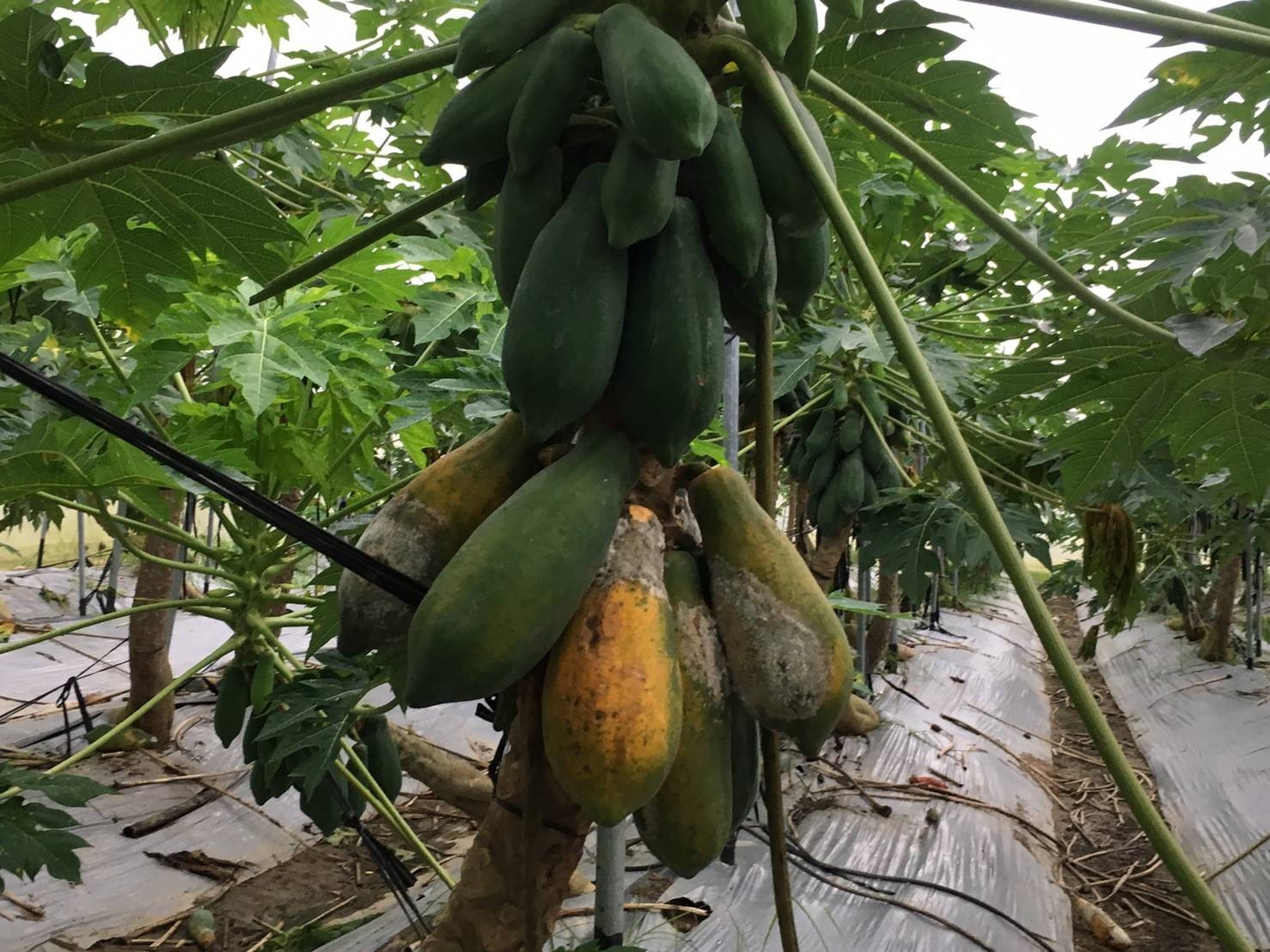 ▲南部地區連續多日的豪大雨，造成木瓜等農作物損失慘重，特別是大內地區為南部地區主要木瓜產區，木瓜農損災情超乎想像。（圖／記者林悅翻攝，下同）