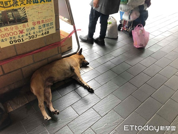 ▲拾荒老翁推車...大黃狗「肥臀左右晃」跟緊緊！網鼻酸：這就是愛。（圖／網友蘇宥勻提供，請勿隨意翻拍，以免侵權。）