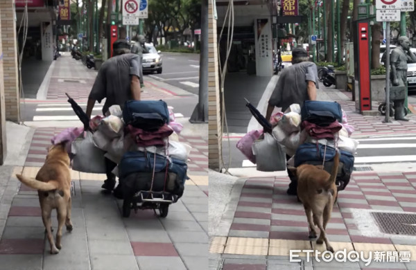 ▲拾荒老翁推車...大黃狗「肥臀左右晃」跟緊緊！網鼻酸：這就是愛。（圖／網友蘇宥勻提供，請勿隨意翻拍，以免侵權。）