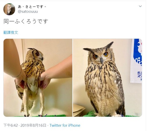 ▲▼ 日本網友揭露貓頭鷹有長腿。（圖／翻攝自推特）