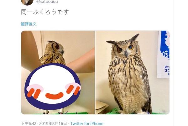 ▲▼ 日本網友揭露貓頭鷹有長腿。（圖／翻攝自推特）