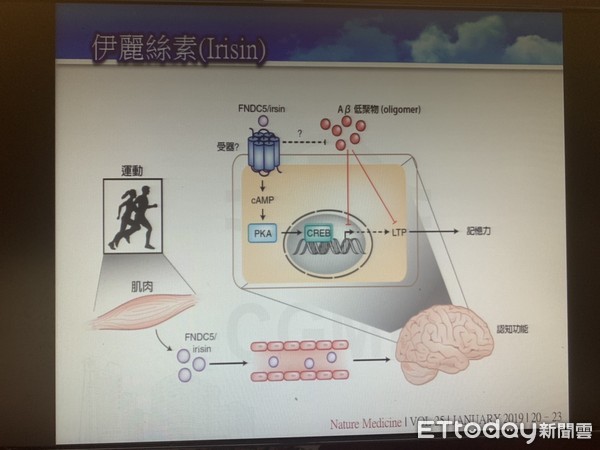 ▲跑起來!降低失智風險「運動」排第一 「伊麗絲素」居大功。(圖/記者嚴云岑攝)