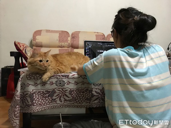 ▲連用電腦的時候，橘貓「奶油獅」都願意默默在一旁陪伴。