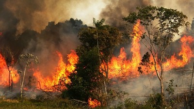 光今年就燒了7萬次！潮濕的「地球之肺」亞馬遜異常失火　有人在乎嗎？