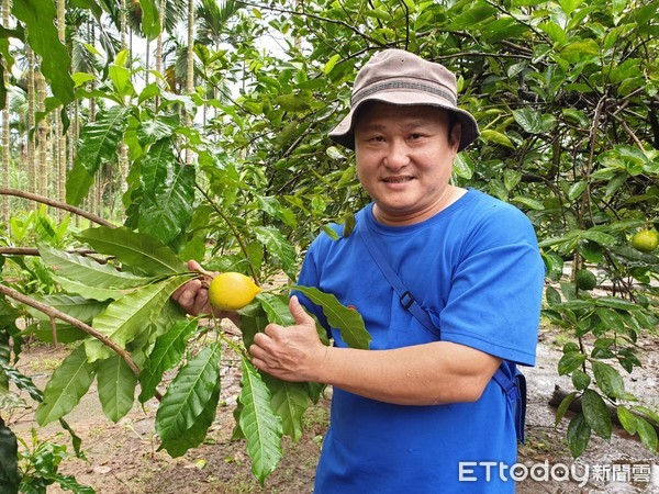 ▲屏東縣內埔鄉果農涂順元栽種黃金果，經常賣到缺貨。（圖／記者陳崑福翻攝）