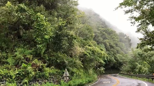 ▲白鹿強風大雨樹枝掉落，福山植物園緊急休園1天。（圖／福山植物園提供）