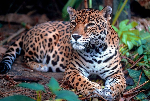 ▲▼美洲豹。（圖／取自免費圖庫pixabay）