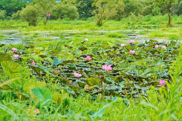 ▲樹林柑園河濱公園。（圖／新北市政府高灘地工程管理處提供。）