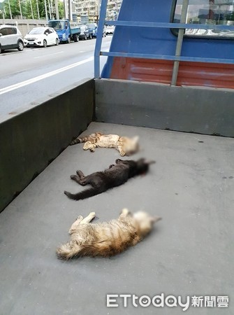 ▲貨車司機在同一條路發現3隻路死貓咪。（圖／網友黃先生提供）
