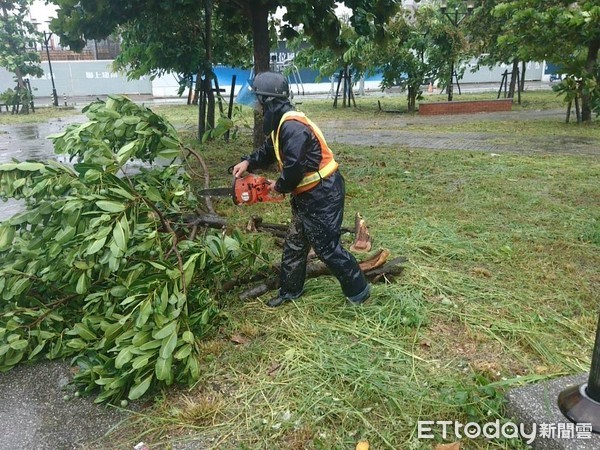 ▲白鹿颱風造成台南市200多株樹木傾斜倒塌，除少數鄰里公園內樹木仍需整理外，大部分都已處理完畢。（圖／記者林悅翻攝，下同）