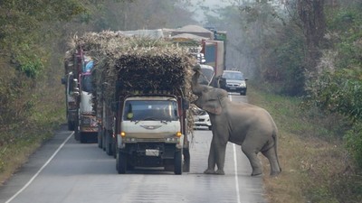 甘蔗貨車遭大象臨檢！司機乖乖排隊等驗貨　挑到滿意的甘蔗才放行