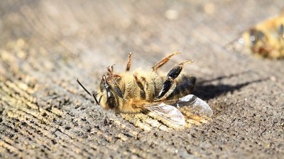 生態危機再起！巴西蜜蜂「3個月死5億隻」　政府開放禁藥惹禍
