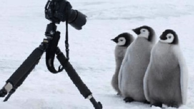 超沒戒心！南極攝影師都知道：架好相機，傻萌企鵝就會走過來