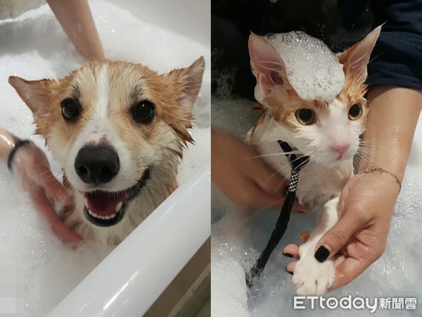 ▲寵物洗澡方面推出體驗價。（圖／東森寵物雲ATT大直店提供）