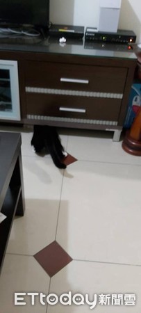 ▲貓咪找到存摺印章。(圖/網友Z Han Kung授權提供)