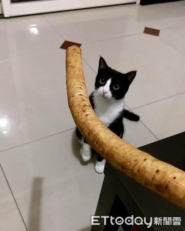 ▲貓咪找到存摺印章。(圖/網友Z Han Kung授權提供)