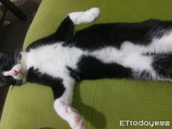 ▲貓咪找到存摺印章。(圖/網友Z Han Kung授權提供)