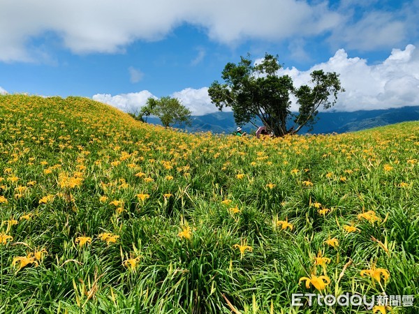 ▲▼花蓮六十石山金針花。（圖／記者蔡玟君攝）