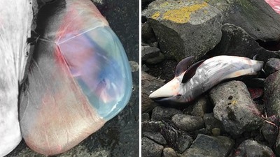 捕殺懷孕母鯨「挖出羊膜胎兒」往海裡丟　丹麥人為了傳統不留活口
