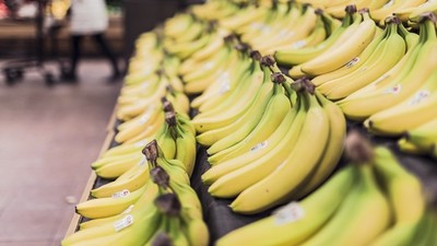 「香蕉末日」倒數中！恐怖TR4病原體爆發　科學家：現在研發新品種太慢