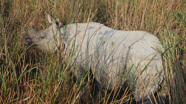 ▲卡齊蘭加國家公園,犀牛。（圖／取自免費圖庫Pixabay）