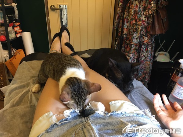 ▲刺青店貓睡在女客人腿中間。（圖／有點毛毛的／網友Jamie Wu提供，請勿隨意翻拍，以免侵權。）