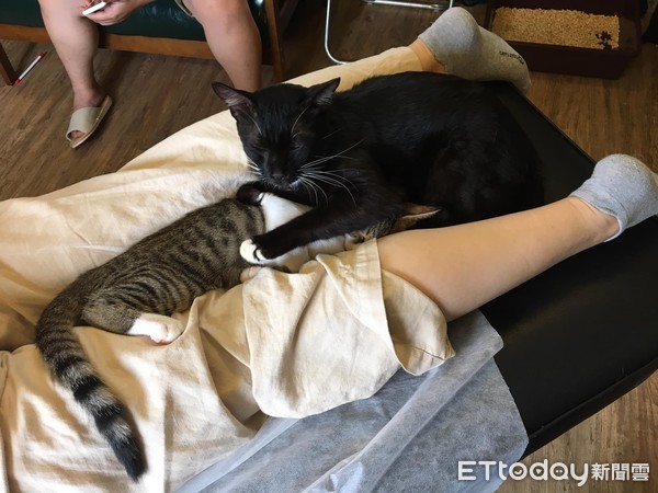 ▲刺青店貓睡在女客人腿中間。（圖／有點毛毛的／網友Jamie Wu提供，請勿隨意翻拍，以免侵權。）
