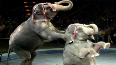 為了讓大象過幸福退休生活...丹麥政府5千萬買下馬戲團最後4隻大象！