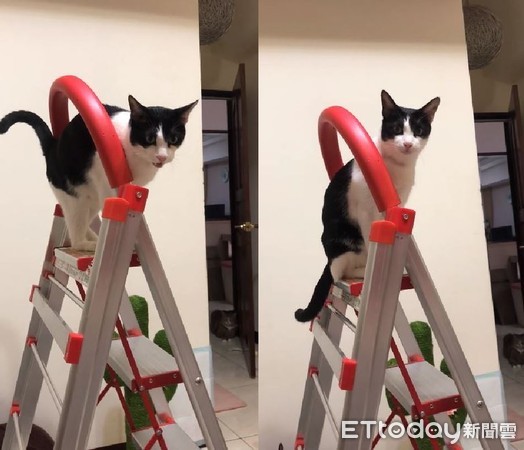 ▲懼高貓跳110公分梯子下不來 喵喵求救:媽媽救我。(圖/網友邱芷均授權提供)