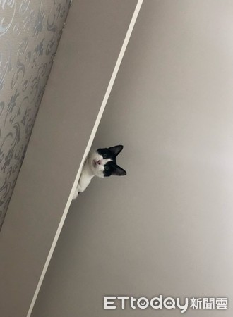 ▲懼高貓跳110公分梯子下不來 喵喵求救:媽媽救我。(圖/網友邱芷均授權提供)