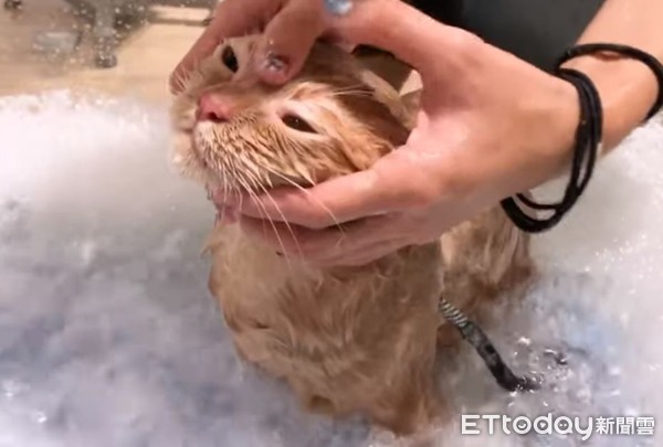 ▲貓咪洗澡。（圖／東森寵物雲提供，下同）