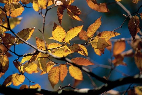 ▲▼太平山山毛櫸10月開始換金衣,翠峰景觀道路假日200輛總量交管。(圖/羅東林管處提供) ▲▼太平山山毛櫸10月開始換金衣,翠峰景觀道路假日200輛總量交管。(圖/羅東林管處提供)