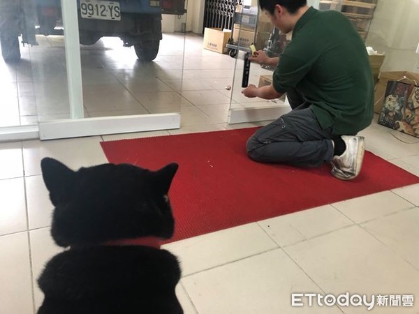 ▲公司裝「犬用感應器」！　柴按一下自由穿梭：我又來啦～（圖／飼主陳老闆提供）