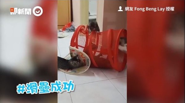 ▲貓咪玩洗衣籃。（圖／網友Fong Beng Lay授權提供）