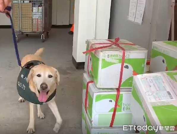 ▲海巡署增派防疫犬赴金門港區防堵非洲豬瘟。（圖／記者張君豪翻攝）