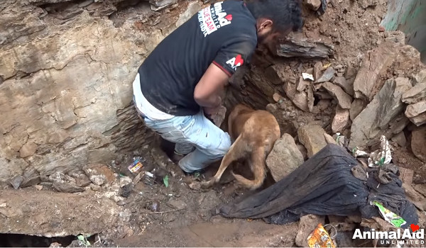 ▲▼2奶汪遭掩埋！狗媽悲鳴求救　著急挖土咬開石頭：一定還活著。（圖／翻攝自Youtube:Animal Aid Unlimited, India）