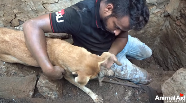 ▲▼2奶汪遭掩埋！狗媽悲鳴求救　著急挖土咬開石頭：一定還活著。（圖／翻攝自Youtube:Animal Aid Unlimited, India）