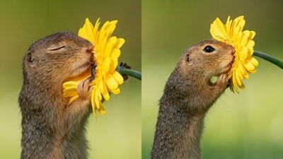 小松鼠「緊抱菊花」聞香享受～下一秒突睜開萌眼，啊…鏡頭被發現了